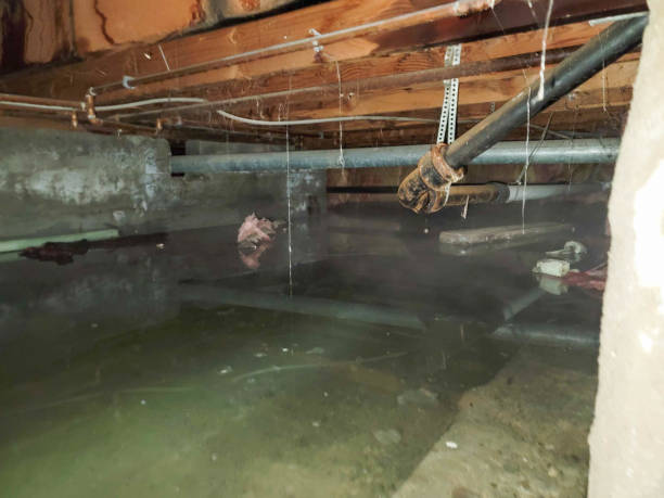 Best Fire Damage Restoration  in Wildwood, TN